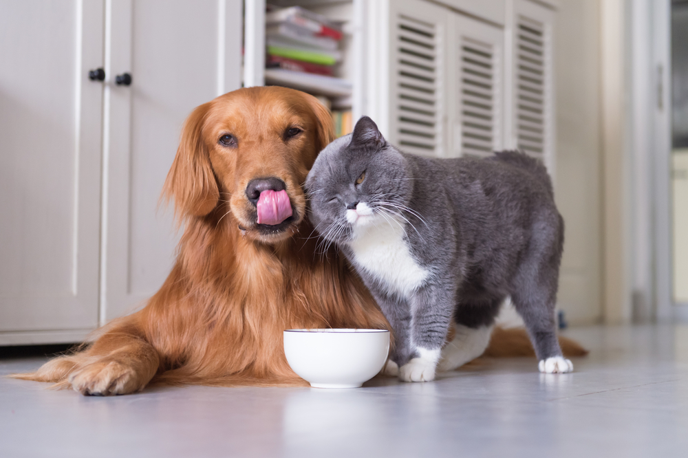 Cat,And,Golden,Retriever eating from one bowl